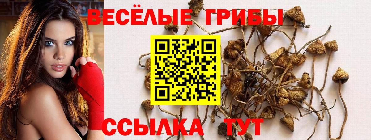 Сосновый Бор  Галлюциногенные грибы Psilocybine cubensis  Галлюциногенные грибы прущие грибы  Вход с VPN 